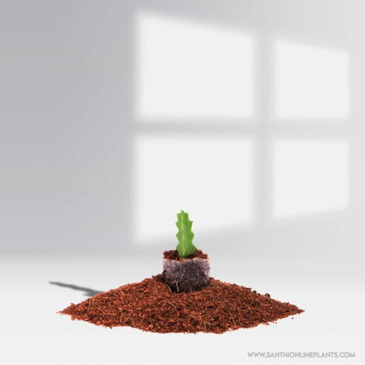 Euphorbia Lactea-Cactus