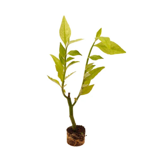 Euphorbia Tithymaloides : Perfect Kanaadi Kali – Karumpirandai