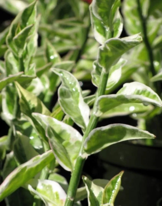 Euphorbia tithymaloides variegated plant