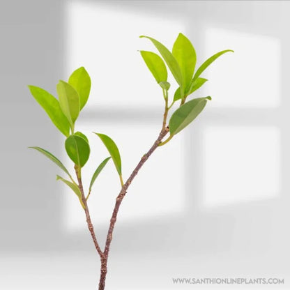 Ficus Tiger Bark