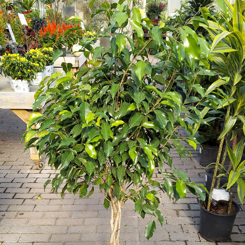 Ficus benjamina - Blackie plant