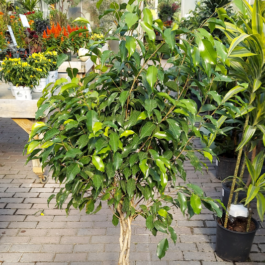 Ficus benjamina - Blackie plant