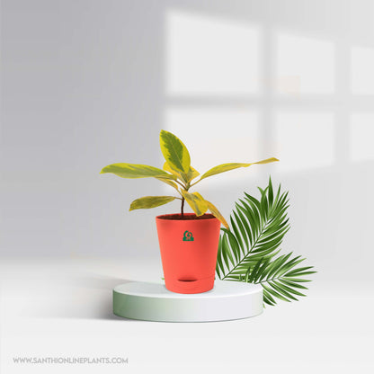 Indoor Ficus Combo For Home & Office