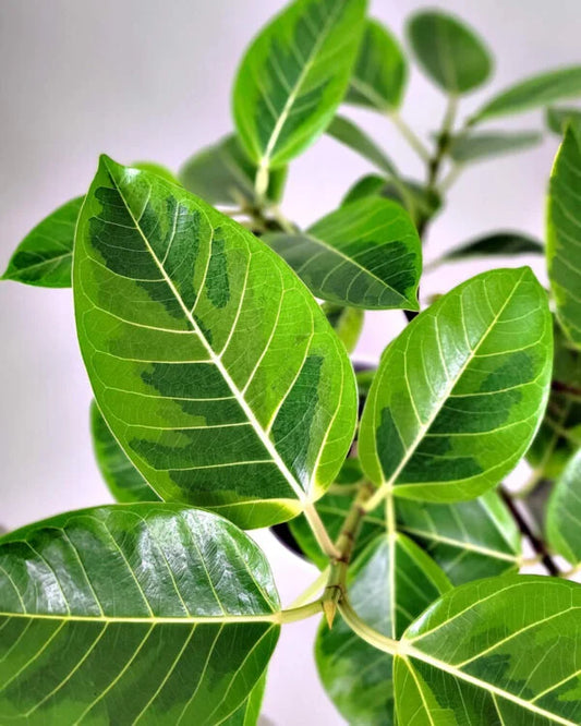 Ficus ‘Lemonlime’ – Rubber Variegate