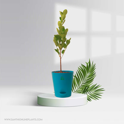 Indoor Ficus Combo For Home & Office