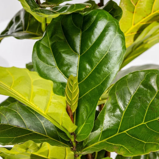Ficus Lyrata
