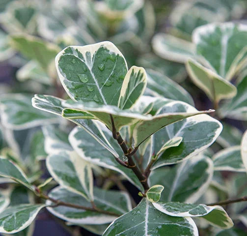 Triangular ficus(Ficus triangularis)