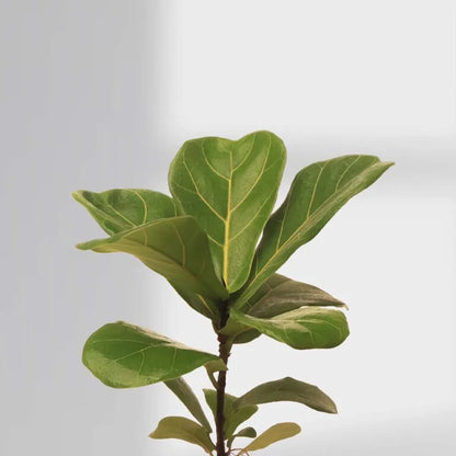 Ficus lyrata – Fiddle-leaf fig Pot Plant