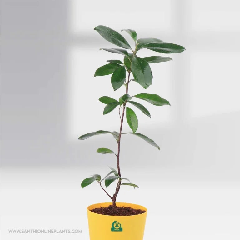 Ficus microcarpa pot plant