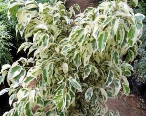 Starlight ficus – Ficus benjamina