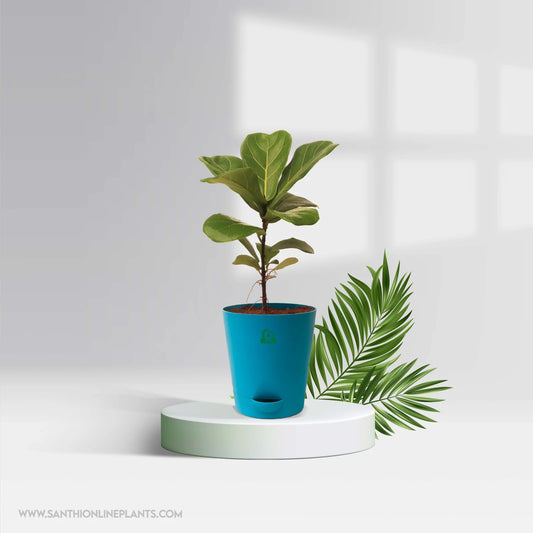 Ficus lyrata – Fiddle-leaf fig Pot Plant