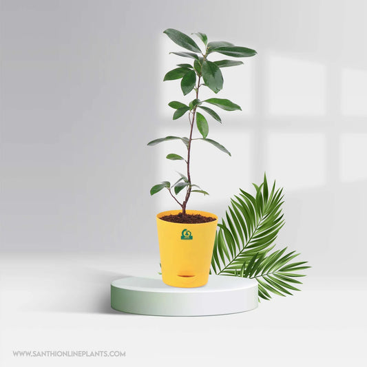 Ficus microcarpa pot plant