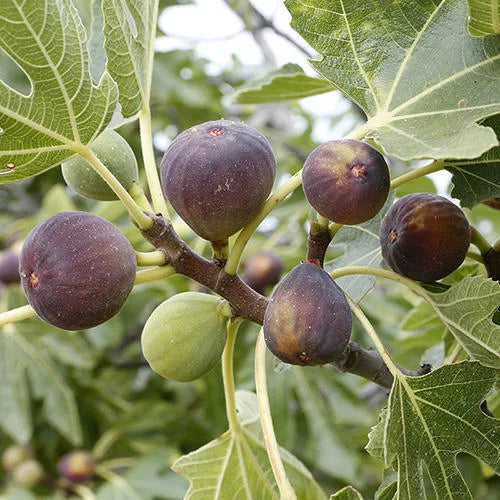 Fithi Fruit – Page 2 – Santhi Online Plants
