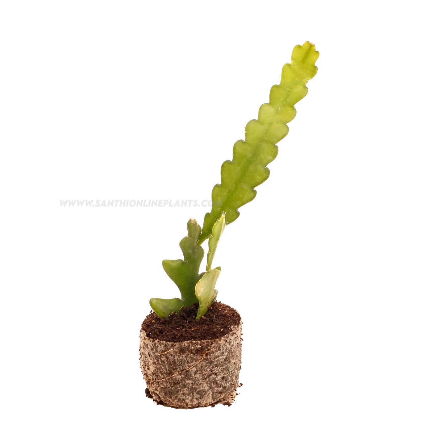 Fishbone Cactus