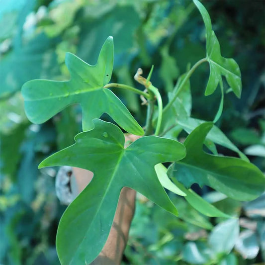 Florida ghost plant