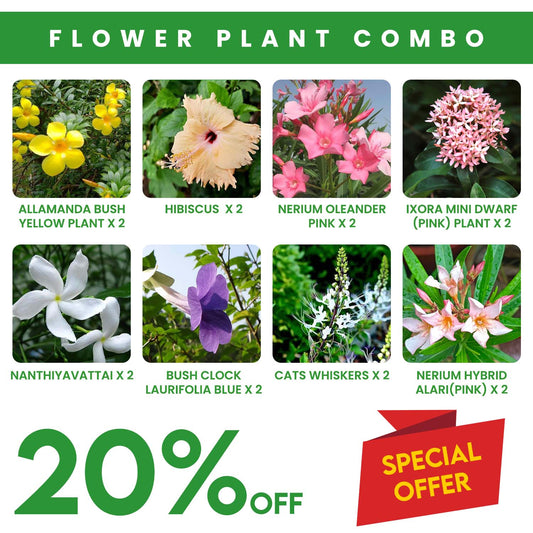 Flower Plants Combo