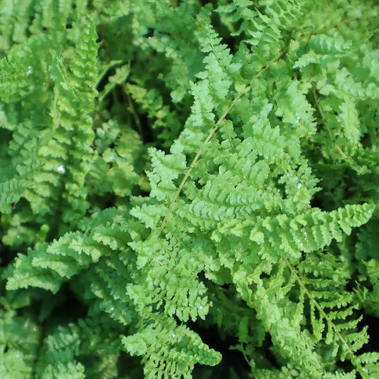 Fluffy fern plants
