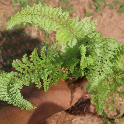 Fluffy fern plants