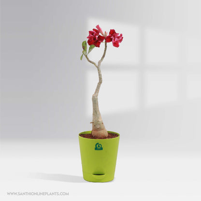 Four Adenium Bonsai Plants combo