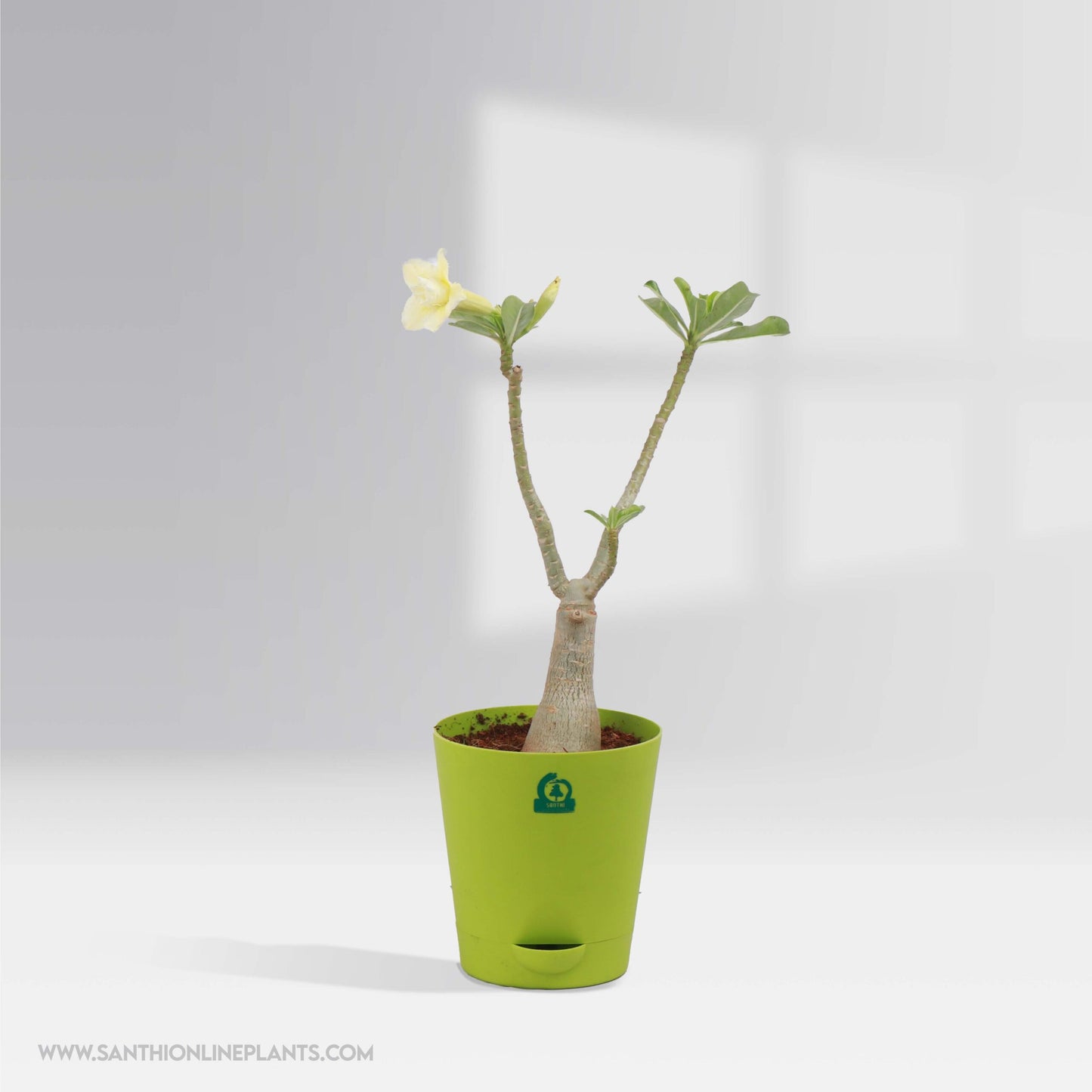 Four Adenium Bonsai Plants combo