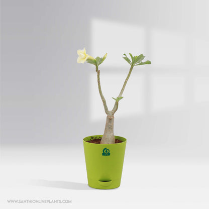 Four Adenium Bonsai Plants combo