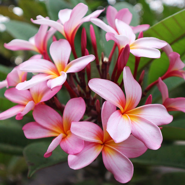 Plumeria 'royal baby pink' flower plant