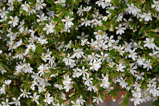 White Mexican Heather