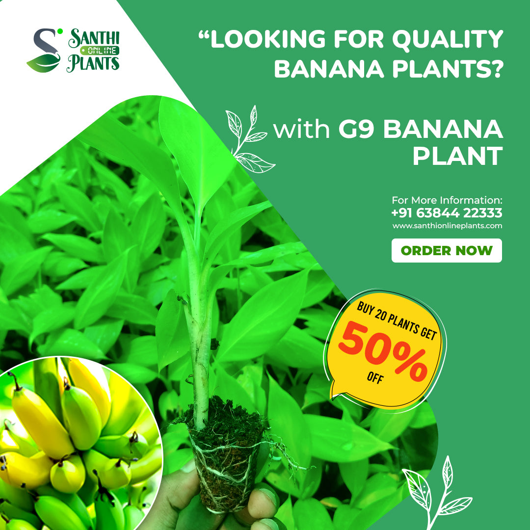 Tissue Culture G9 Banana Plant – Pack of 20 (50% Off)