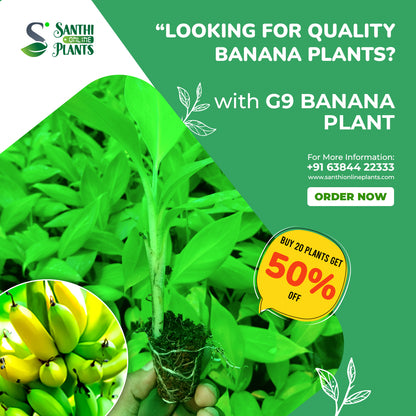 Tissue Culture G9 Banana Plant – Pack of 20 (50% Off)