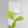 Arabian Jasmine Flower : Popular Gundu malli Plant