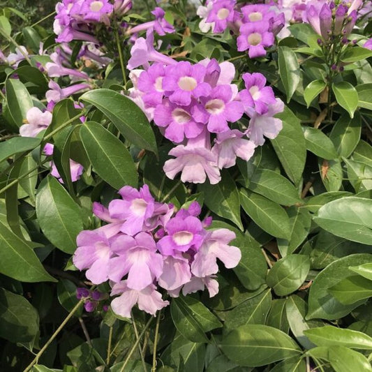 Garlic Creeper plant (blue)
