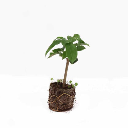 Garlic Creeper plant (blue)