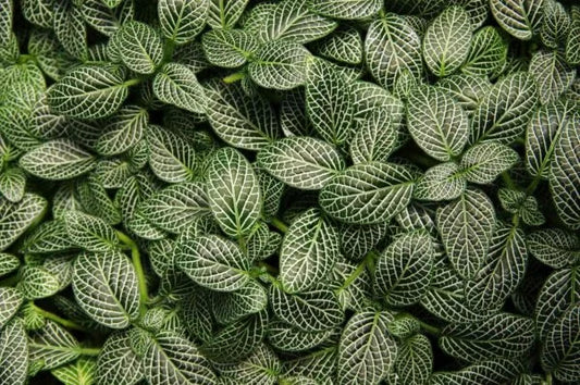 Fittonia Green – Nerve Plant