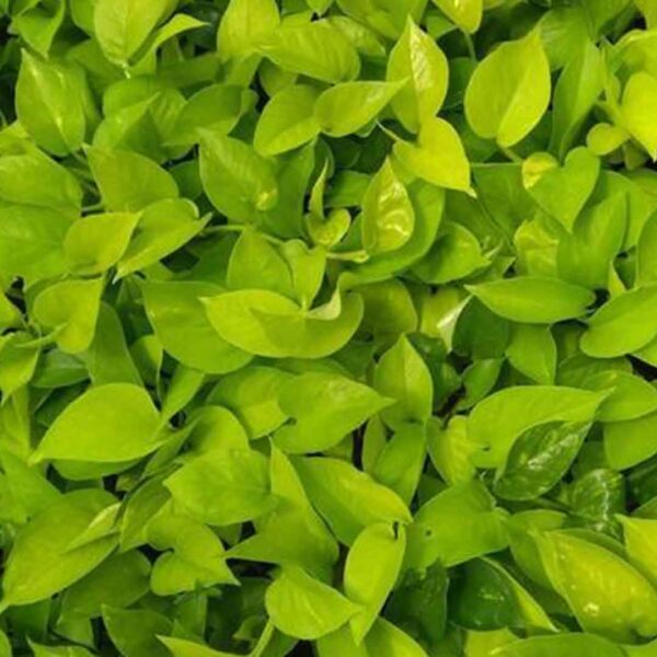 Golden Money Plant