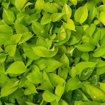 Golden Money Plant
