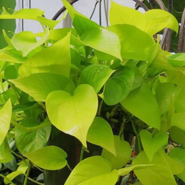 Golden Money Plant