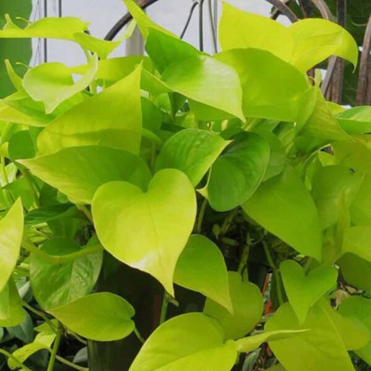 Golden Money Plant