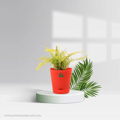 Golden Fern Pot Plant