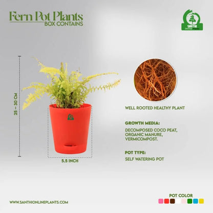 Golden Fern Pot Plant