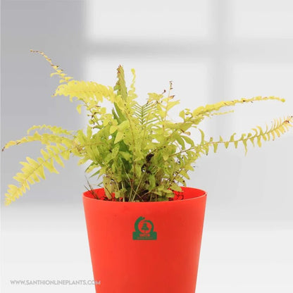 Golden Fern Pot Plant