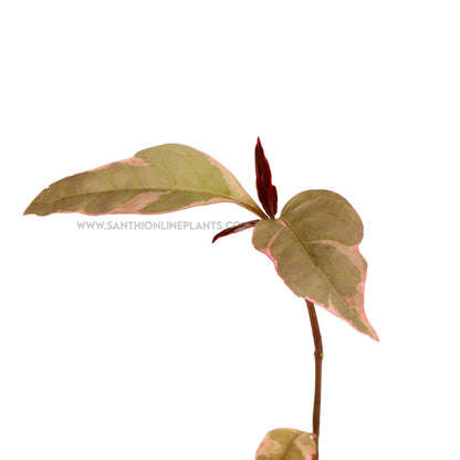 Graptophyllum Pictum Purpureum-Purple