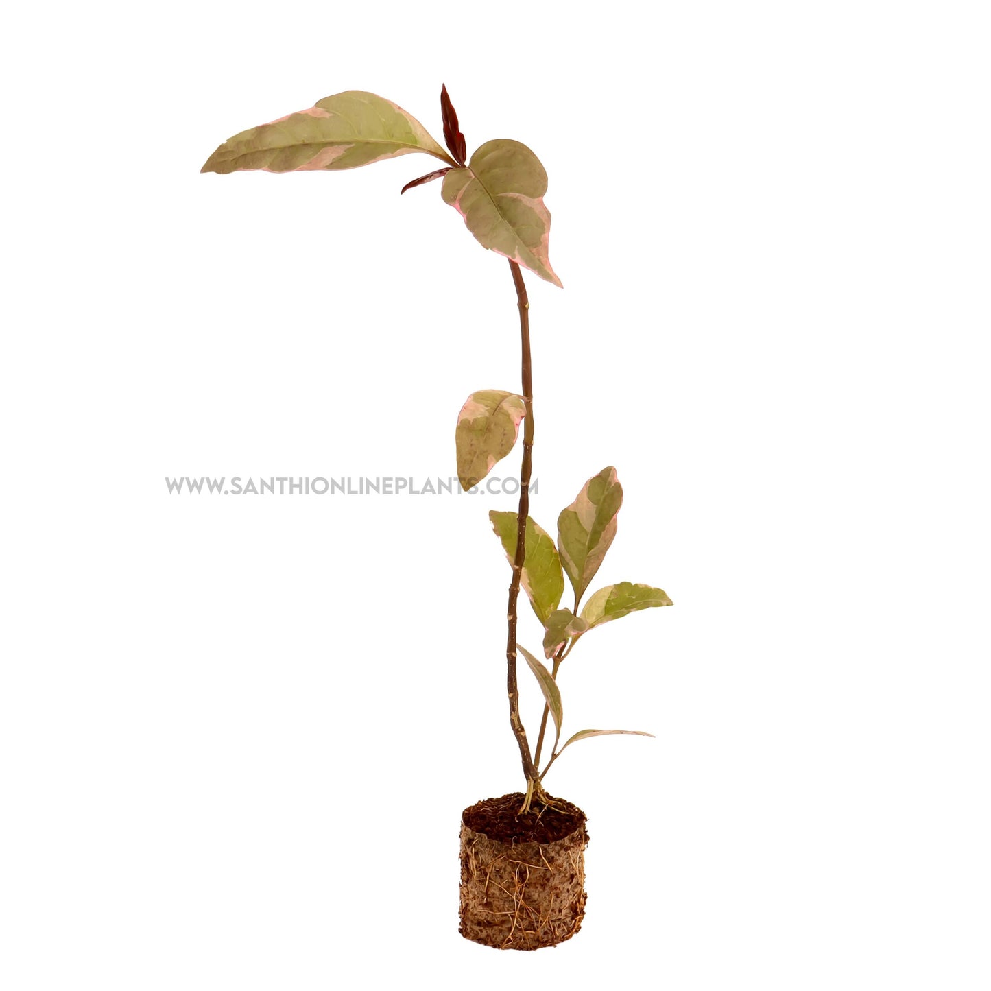 Graptophyllum Pictum Purpureum-Purple