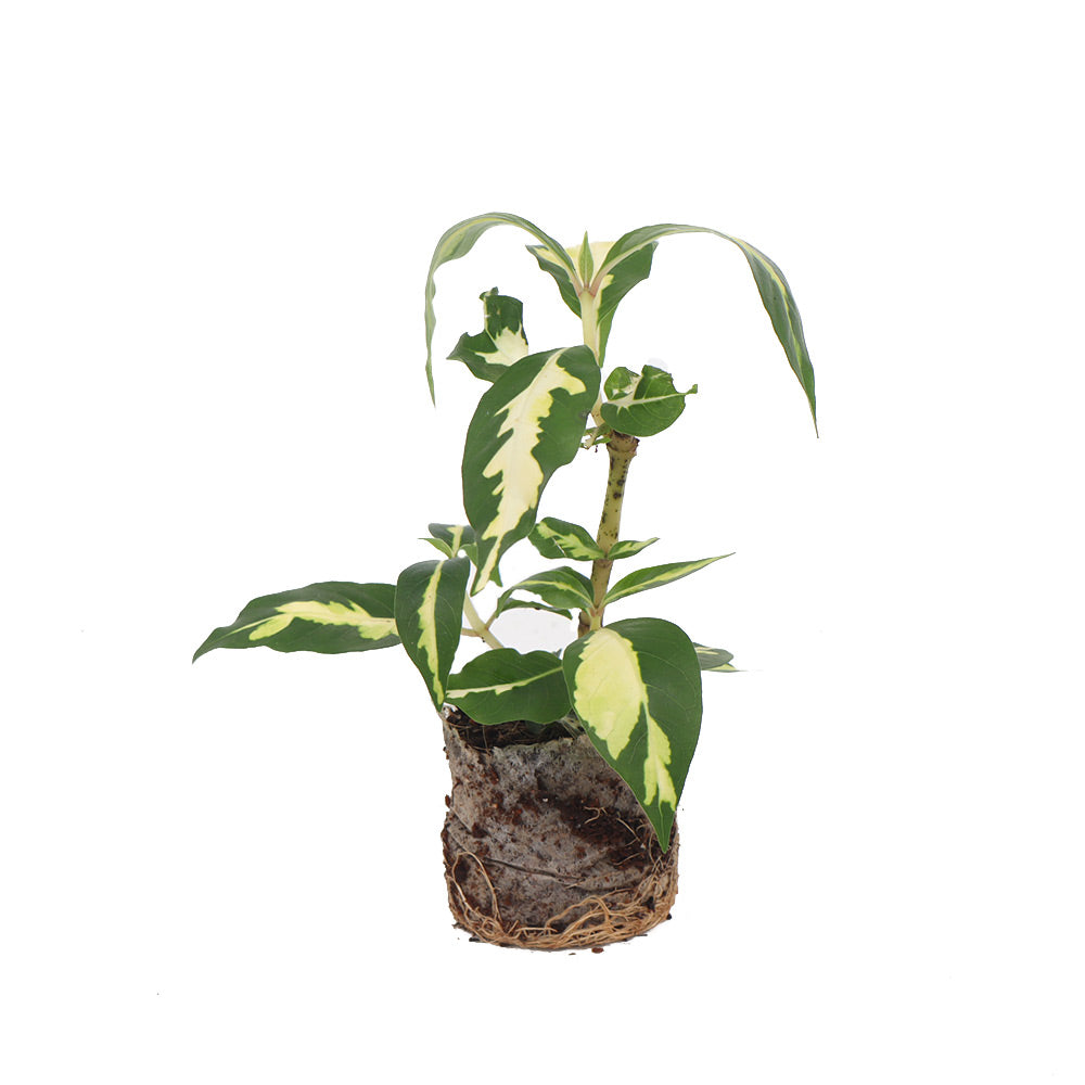 Graptophyllum Pictum’AureumVariegatum’