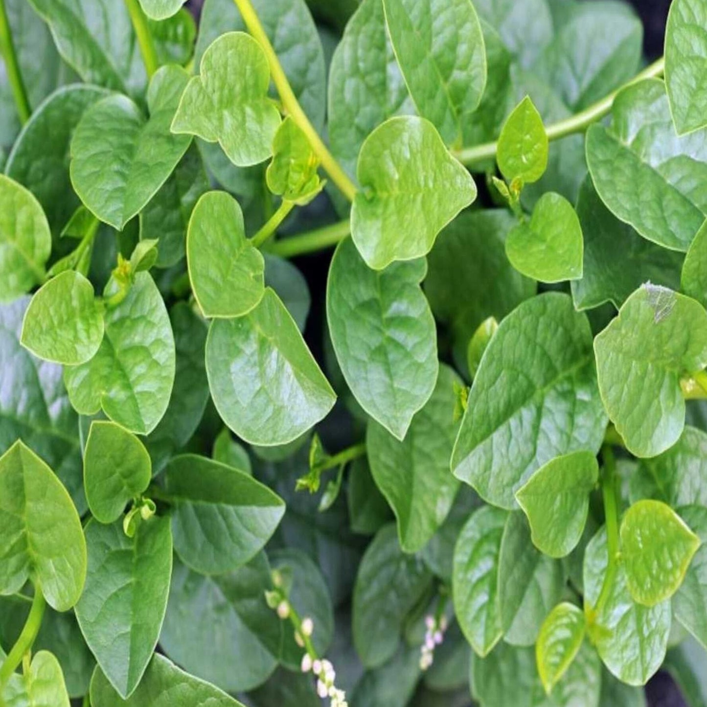 Green kodi pasalai keerai plant - Malabar spinach green plant