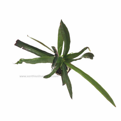 Green mammy croton