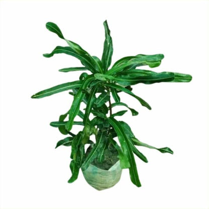 Green mammy croton