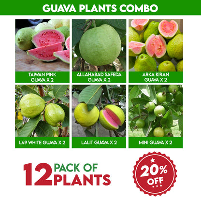 Delicious guava fruit plants combo (Pack of 12 plants)