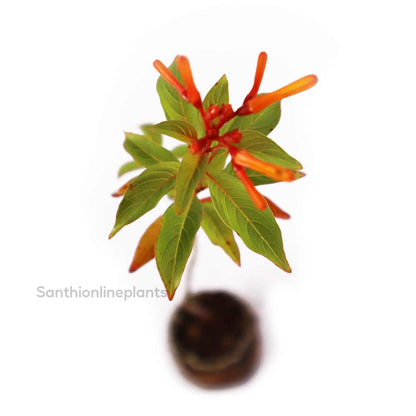 Hamelia Patens (Firebush Plant)