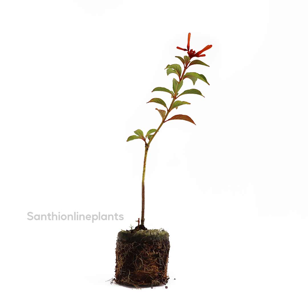 Hamelia Patens (Firebush Plant)