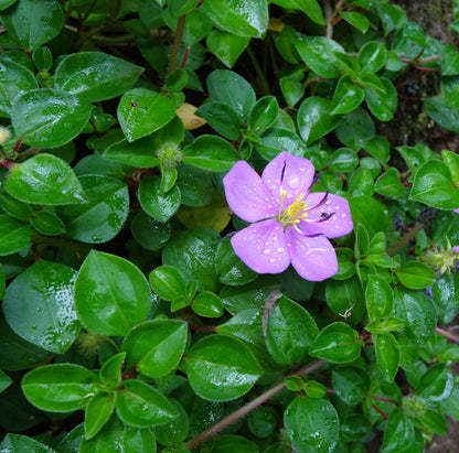 Heterotis rotundifolia – Pink Lady